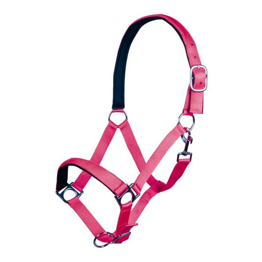 HKM Sports Halsterset Stars Softice - Neon roze. Comfortabel halster met zacht onderlegd neus- en frontriem. Inclusief halstertouw met karabijnhaak. Stevig gespwerk en opvallende neon roze kleur.
De halstersets zijn verkrijgbaar bij Livin Horse Shop!