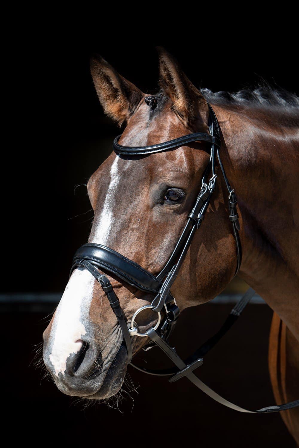 Harry’s Horse Hoofdstel MM Foramen Free – Anatomisch Hoofdstel Ontwikkeld door Paardentandarts Marc. Zijaanzicht paard en hoofdstel. Lverkijgbaar bij Livin Horse Shop!