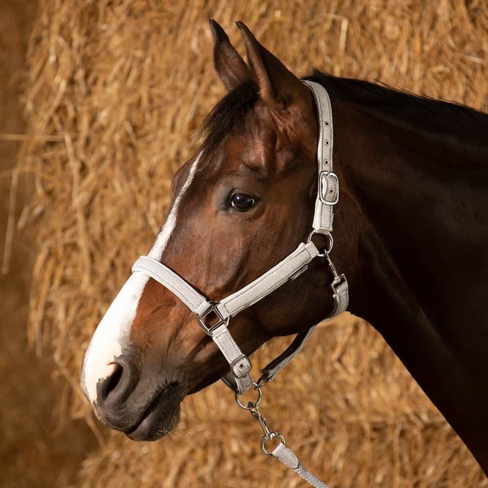 halsterset glitter grijs. Halsterset Glitter grijs. Harry’s Horse Halsterset Glitter Grijs – Elegantie & Comfort in Eén Set. De halstersets zijn verkrijgbaar bij Livin Horse Shop, dealer van Horka, LeMieux en HKM. Zijaanzicht paard en halstersets