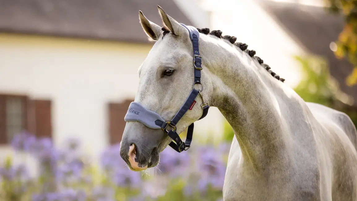 LeMieux Vogue Halsterset Indigo – Comfortabel & Verstelbaar. De LeMieux Halstersets zijn verkrijgbaar bij Livin Horse Shop. Zijaanzicht Halsterset LeMieux