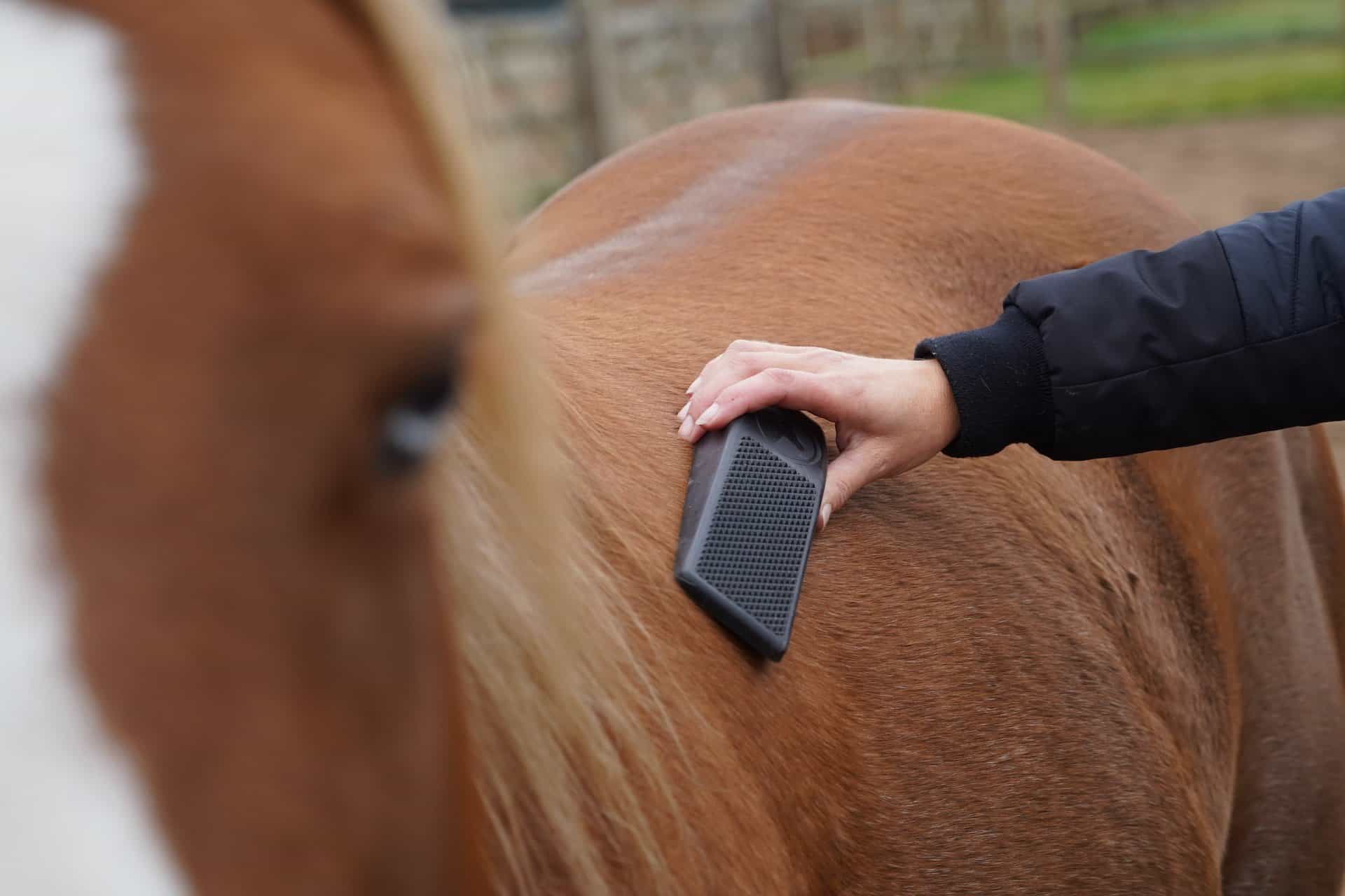 eExcellent Grooming Brush – Multifunctionele Borstel voor Paard. Deze bijzondere borstel voor paard en pony is verkrijgbaar bij livin horse shop. Borstel op paard