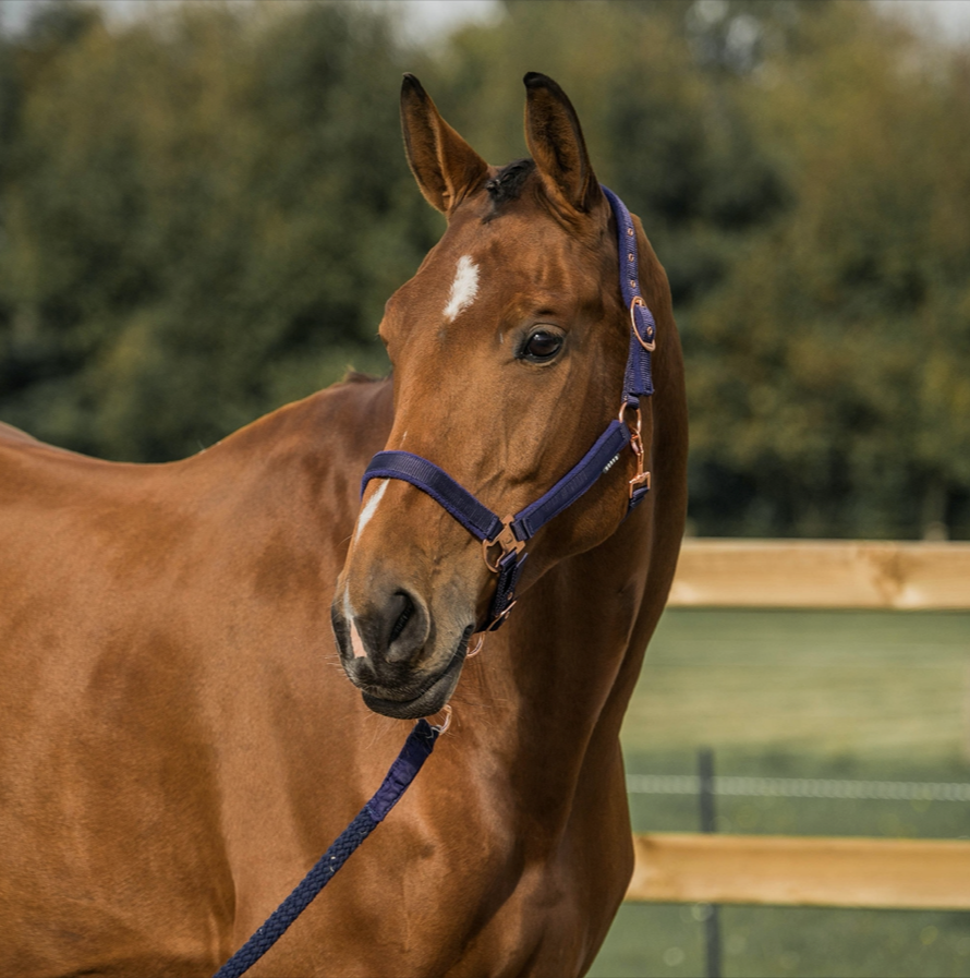 halster elegant. Hoeks Halster Elegant – verstelbaar op kopstuk en neusband, met zachte fleece voering voor optimaal comfort. Stijlvol én functioneel halster! De halsters zijn verkrijgbaar bij Livin Horse Shop