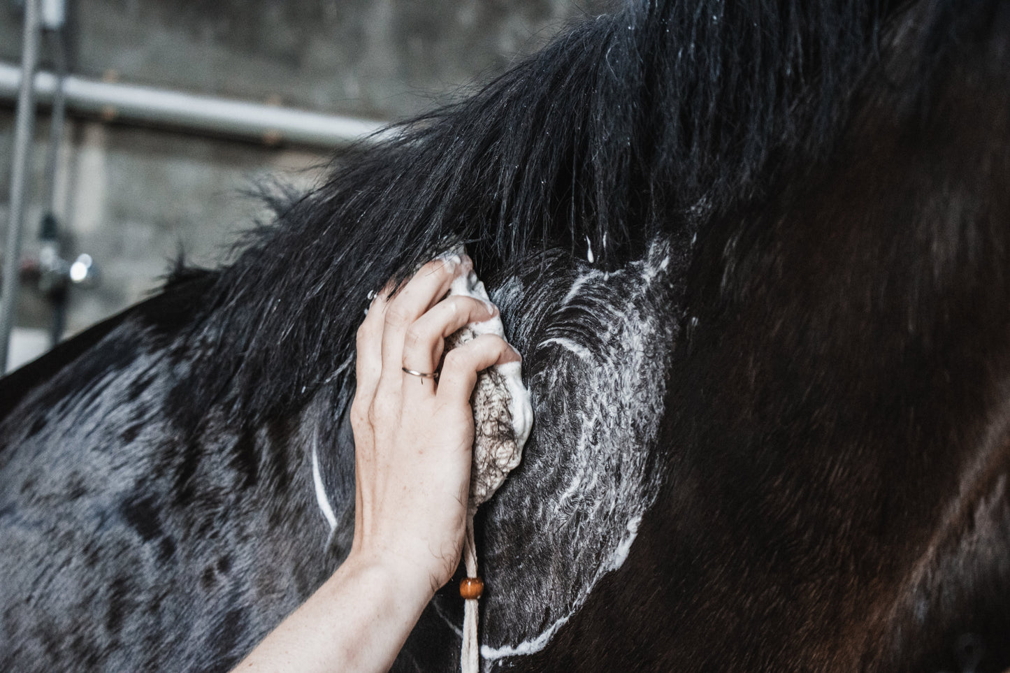 Frenky Lewis Paarden shampoobar Classic & Hydrate - 100% natuurlijke shamppobars - Livin Horse Shop