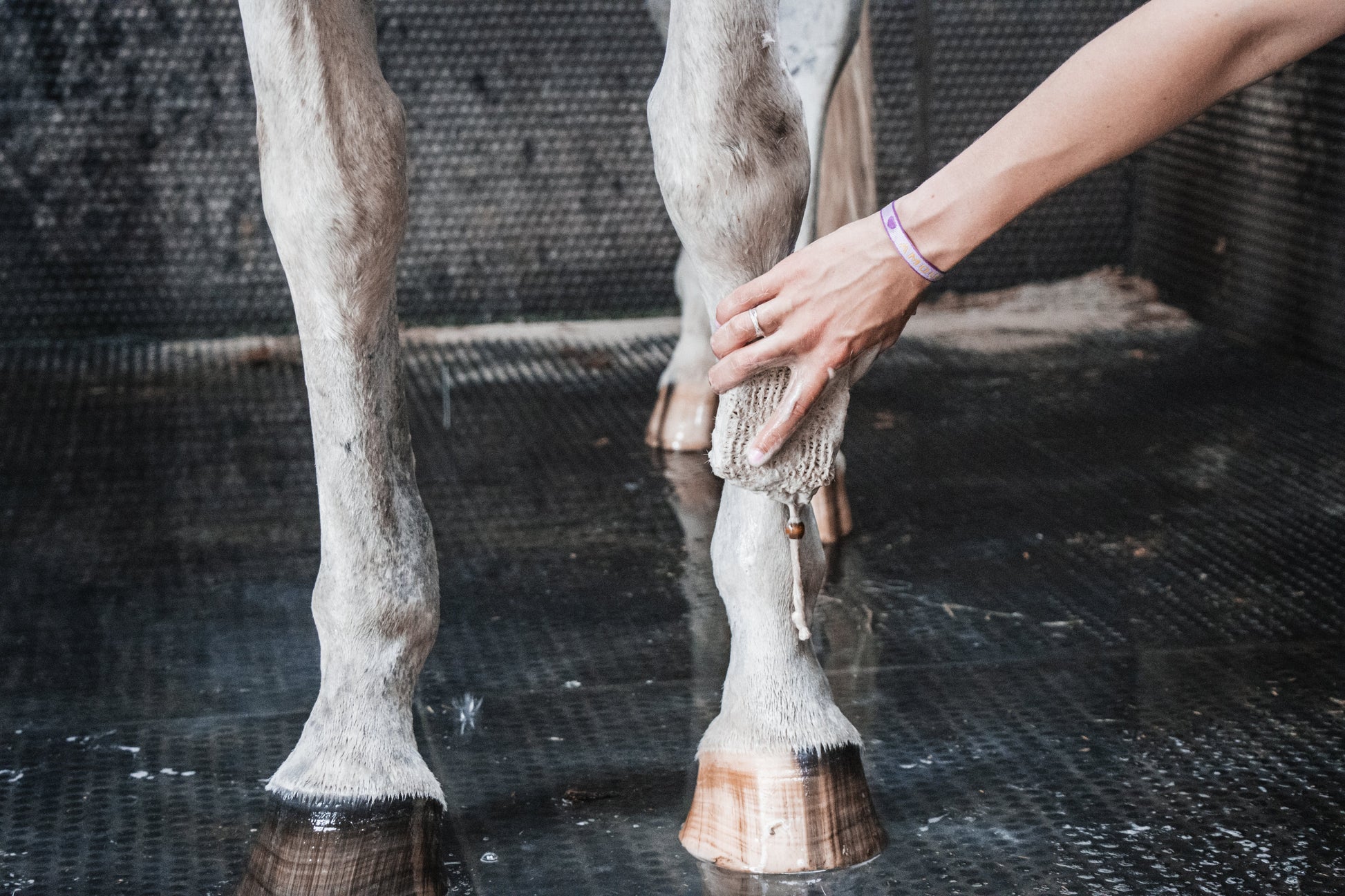 100% natuurlijke paarden shampoobar, foto van wassen van paard met frenky lewis shampoobar, verkijgbaar bij livin horse shop, horse soap, detailfoto wassen benen met paarden shampoobar