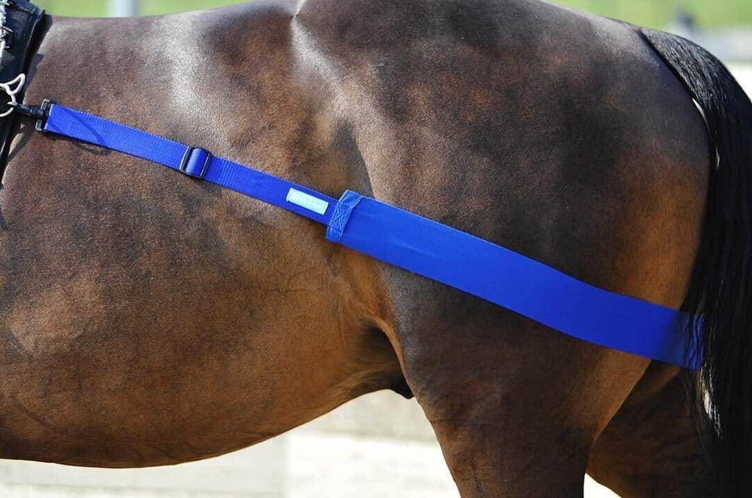 Bblastic. Ontdek de BB-lastic activeringsband: huidvriendelijk, verstelbaar en ideaal voor longeren en rijden. Stimuleer de achterhand van je paard effectief. Verkrijgbaar bij Livin Horse Shop.