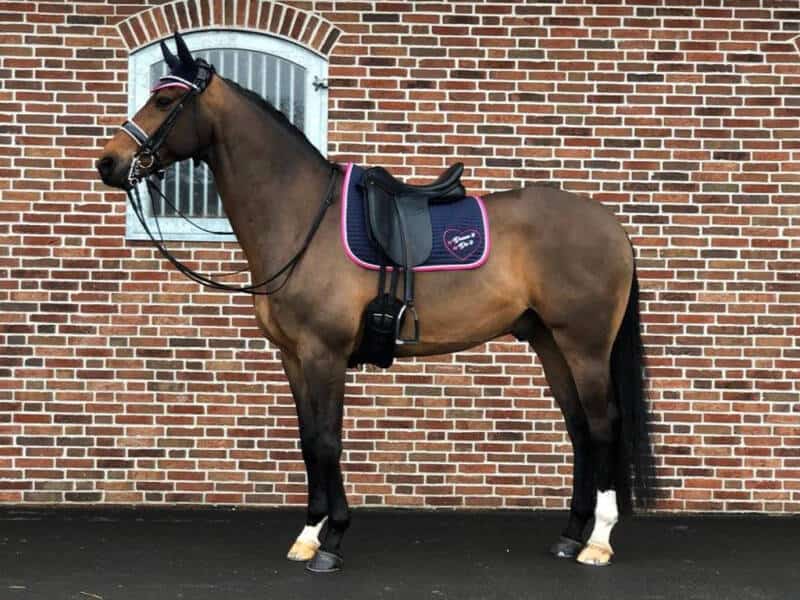 zadeldek by Jill. Dit bijzondere zadeldekje is verkrijgbaar bij Livin Horse Shop. Zijaanzicht Zadeldekje By Jill.