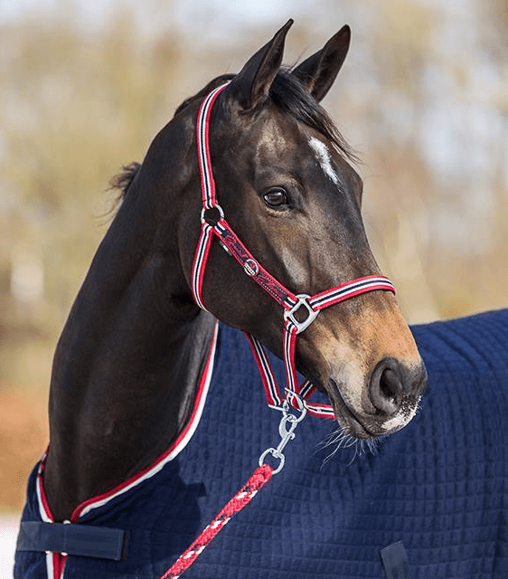Horka Halter Set Dutch Delight – Comfort & Stylish Design