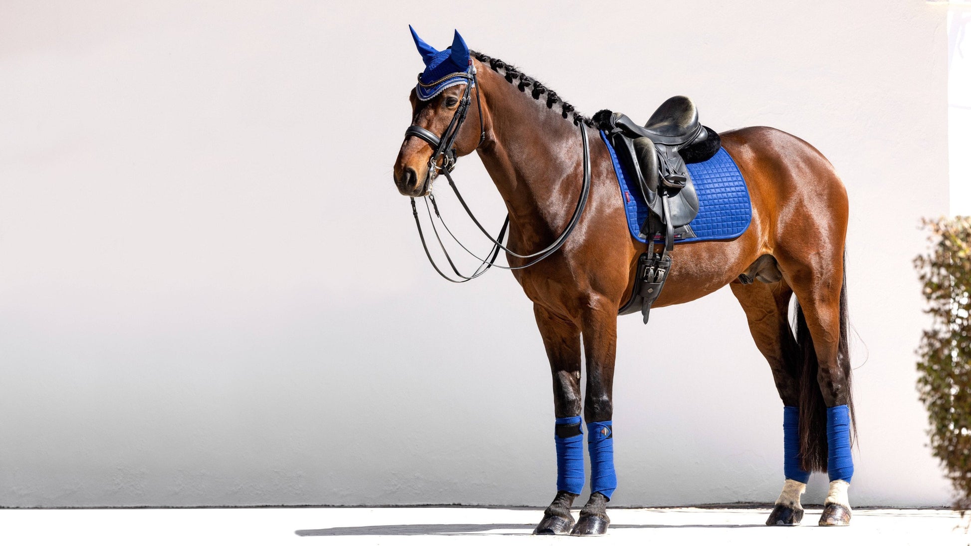 LeMieux Zadeldekje luxury Dressage Square Benetton Blue. Dit LeMieux zadeldekje is verkrijgbaar bij Livin Horse shop. Dealer van LeMieux. Frontaanzicht alleenstaand paard met LeMieux Zadeldekje luxury Dressage Square Benetton Blue.