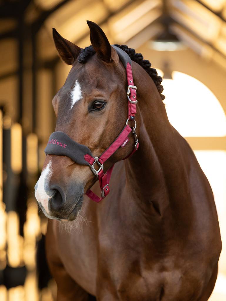LeMieux Vogue halster Ember.LeMieux Vogue halster Ember. LeMieux Vogue Halster Ember – Extra Zacht & Verstelbaar. De Lemieux halsters zijn verkrijgbaar bij Livin Horse Shop, dealer van LeMieux. Frontaanzicht
