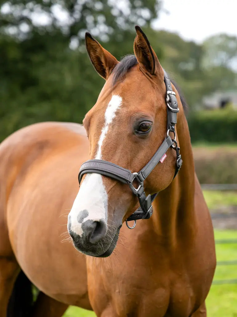 LeMieux Softshell halster Cinder. LeMieux Softshell halster Cinder. LeMieux Softshell Halster Cinder – Luxe & Verstelbaar. De LeMieux Halsters ook verkrijgbaar bij Livin Horse Shop, dealer van LeMieux. Frontaanzicht halster met paard links softshell halster Cinder