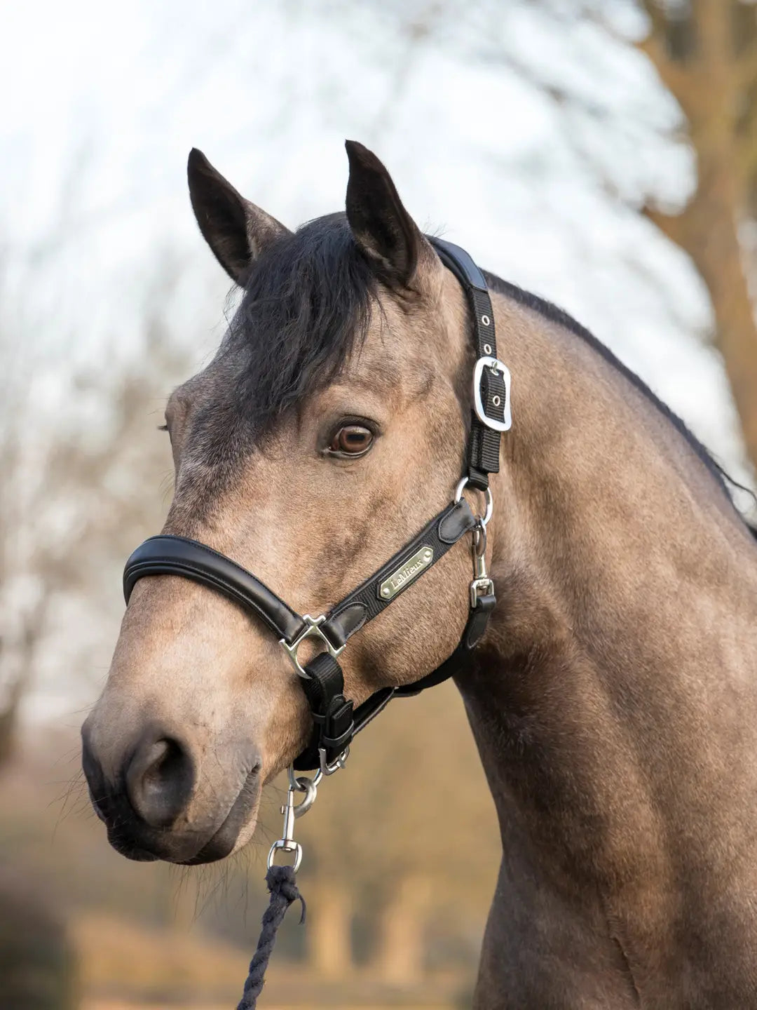 LeMieux Capella Halster Black. Dit LeMieux Lederen Capella Zwart is verkrijgbaar bij Livin Horse Shop. Zijaanzicht LeMieux Halster zwart