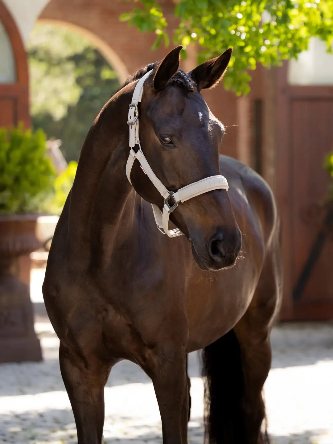 eMieux Essence Halster Stone. Dit LeMieux halster, headcollar, is verkrijgbaar bij Livin Horse Shop. zijtaanzicht LeMieux halster stone 
