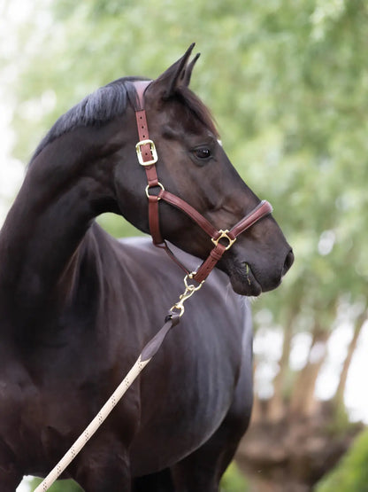 LeMieux Anatomic Headcollar Leer Black Brown