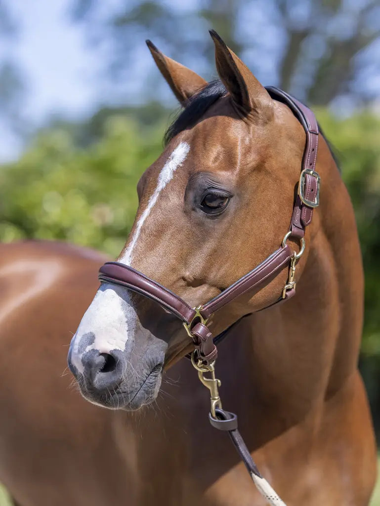 LeMieux Anatomic Headcollar Leer Black Brown