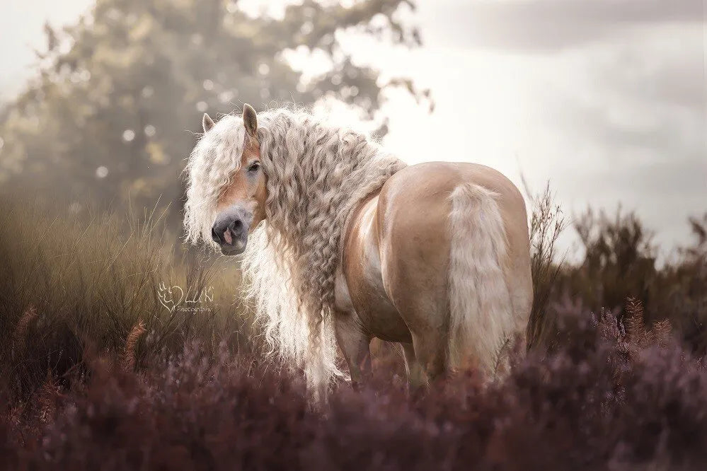 poster Haflinger Storm